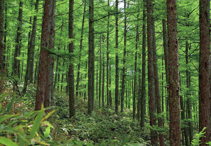 24.森林環境譲与税全額活用による森林整備の推進